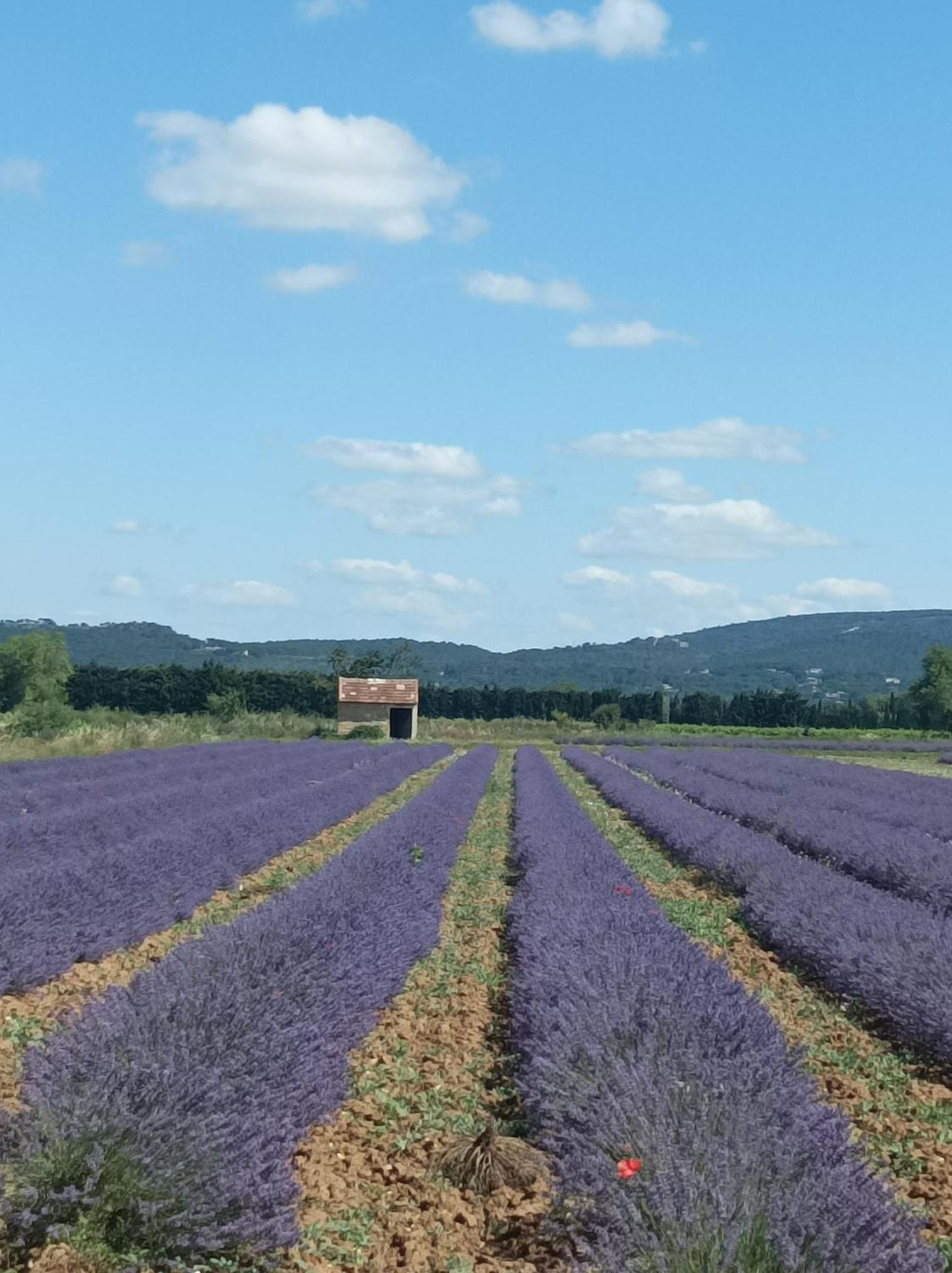 Chambre D'Hotes Les Garrigues Piolenc Bagian luar foto